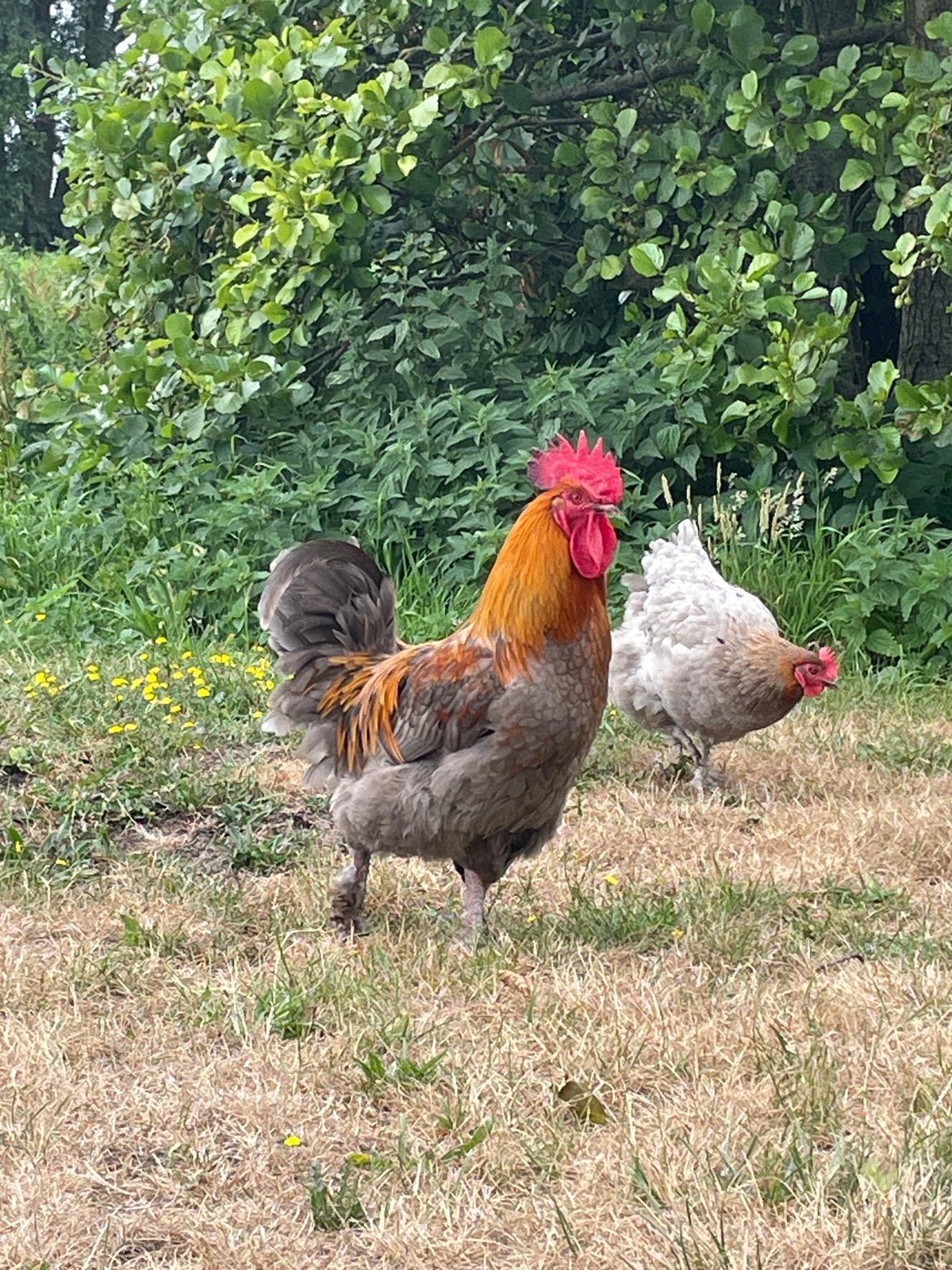 Marans blauw haan, Dieren en Toebehoren, Pluimvee