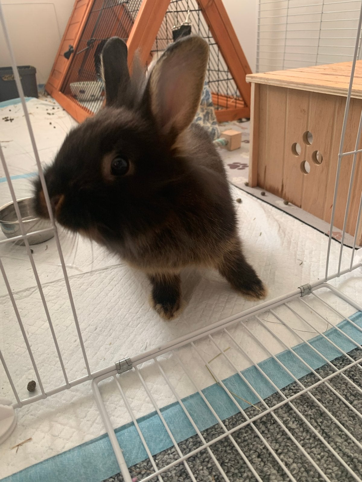 Heel lief konijntje helaas weg, Dieren en Toebehoren, Vrouwelijk, Mei, Overige typen, Tam