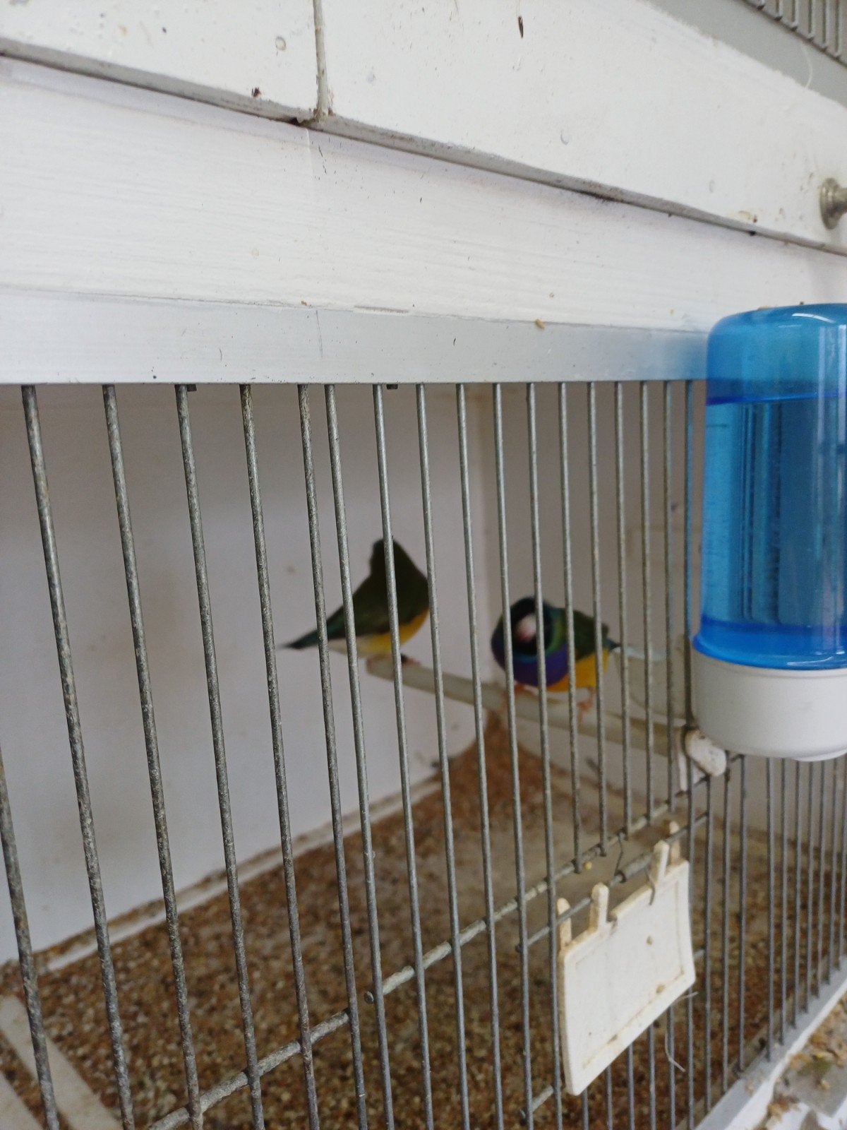 gouldamadine wildkleur, Meerdere dieren, Tropenvogel, Geringd