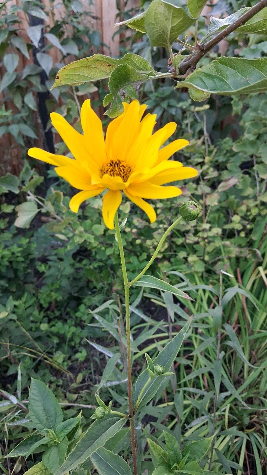 Helianthus 'Tuberosus ' - Zonnebloem, Ophalen, Volle zon, Zomer, Groenteplanten