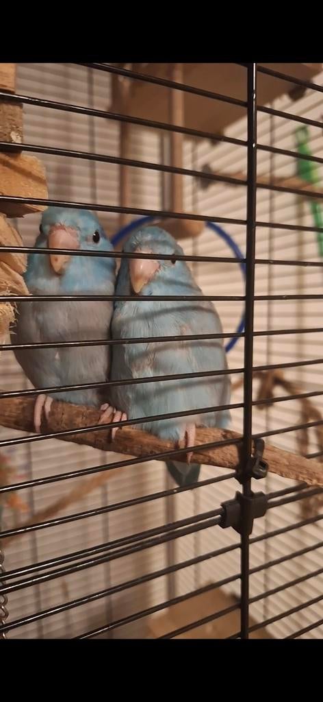 2 forpussen ( dwergpapagaaien), Meerdere dieren