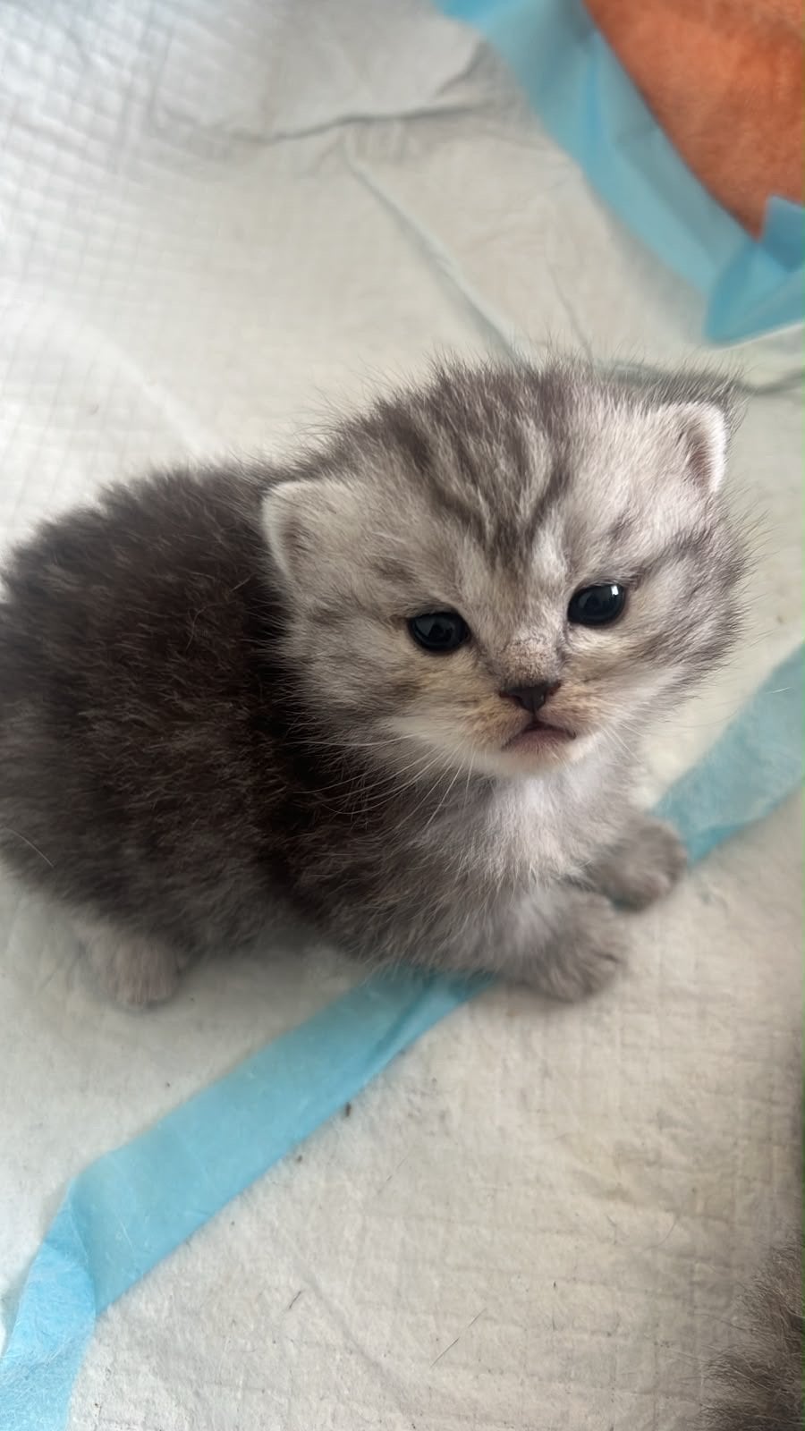 Britse Kittens