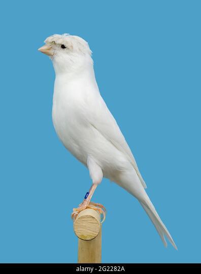 op zoek naar witte kanaries mam, Dieren en Toebehoren, Vogels | Kanaries, Mannelijk, Kleurkanarie
