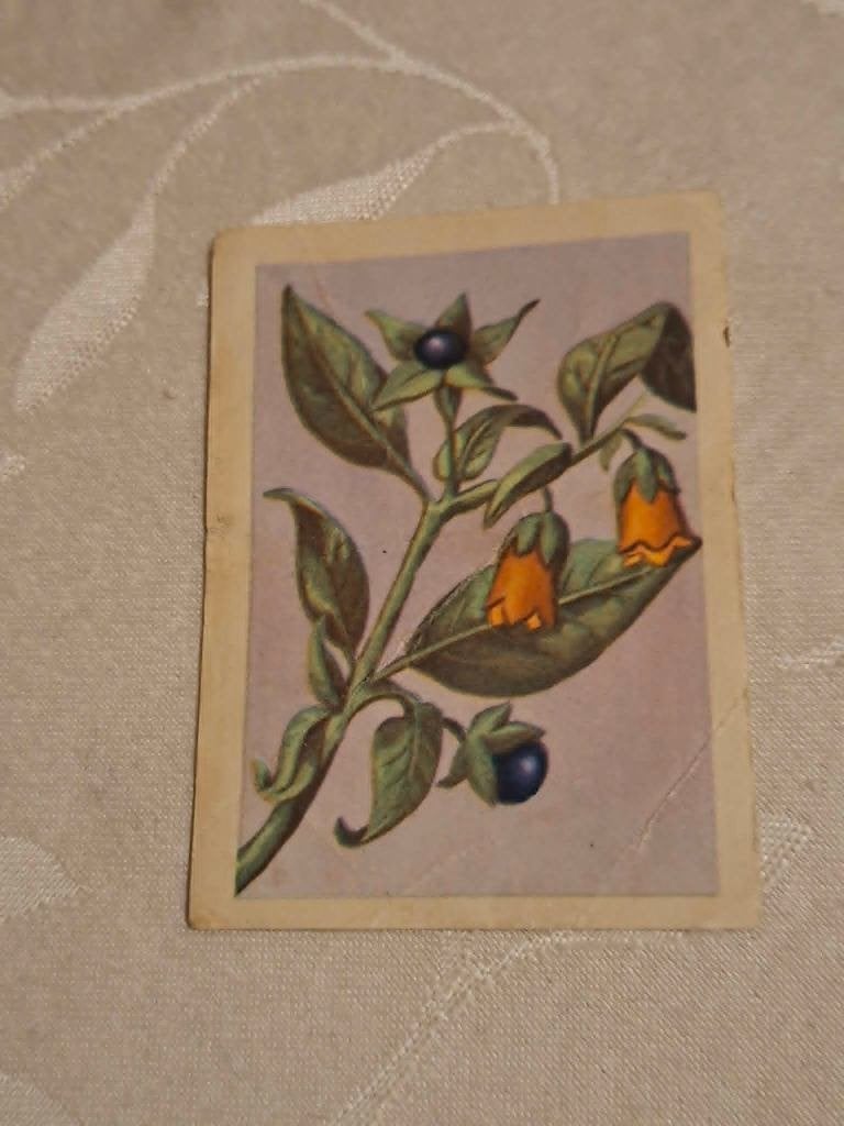Prentje/Chromo : Wolfskers/Chocolade Jacques, Gebruikt, Verzenden, Prent, Natuur