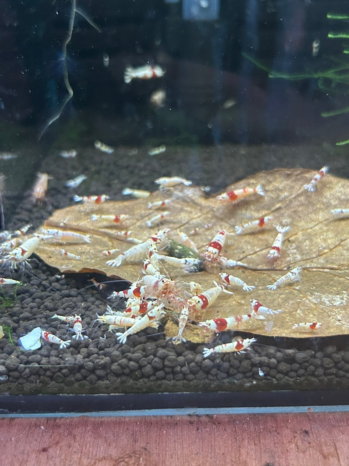 Crystal Red Caridina Garnalen, Dieren en Toebehoren, Vissen | Aquariumvissen, Kreeft, Krab of Garnaal