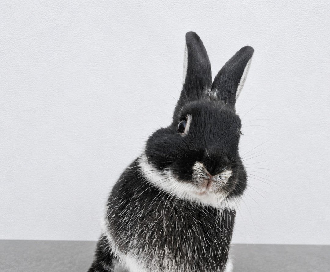 Mooie Zwarte Zilvervos, Dieren en Toebehoren, Konijnen, Meerdere dieren, Middelgroot, 0 tot 2 jaar