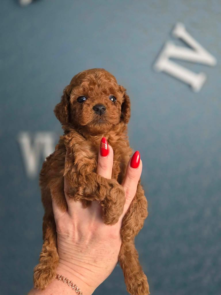 Mini Toy Poodle (Red) – Chinese lijn – 2,5 kg – Gabriel, Dieren en Toebehoren, Poedel, Reu, 8 tot 15 weken, Buitenland