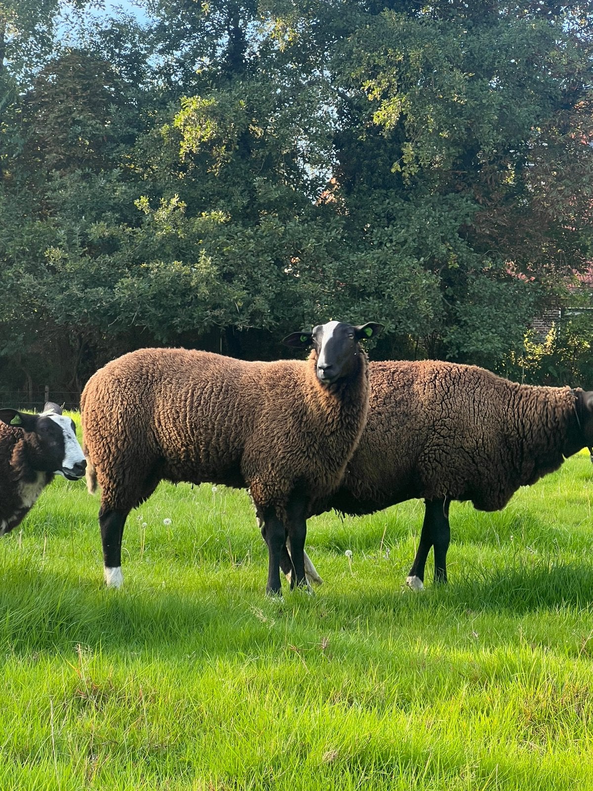 Zwartbles ram, Mannelijk, Schaap