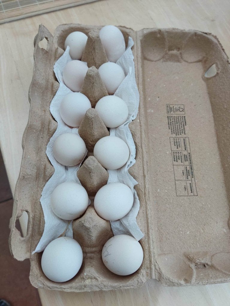 Pluimvee, Dieren en Toebehoren, Pluimvee, Vrouwelijk, Kip