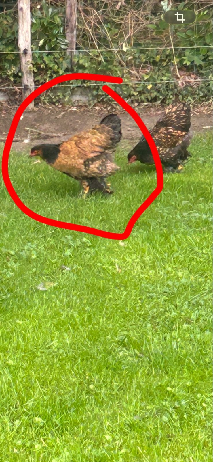 Brahma hen, Dieren en Toebehoren, Pluimvee