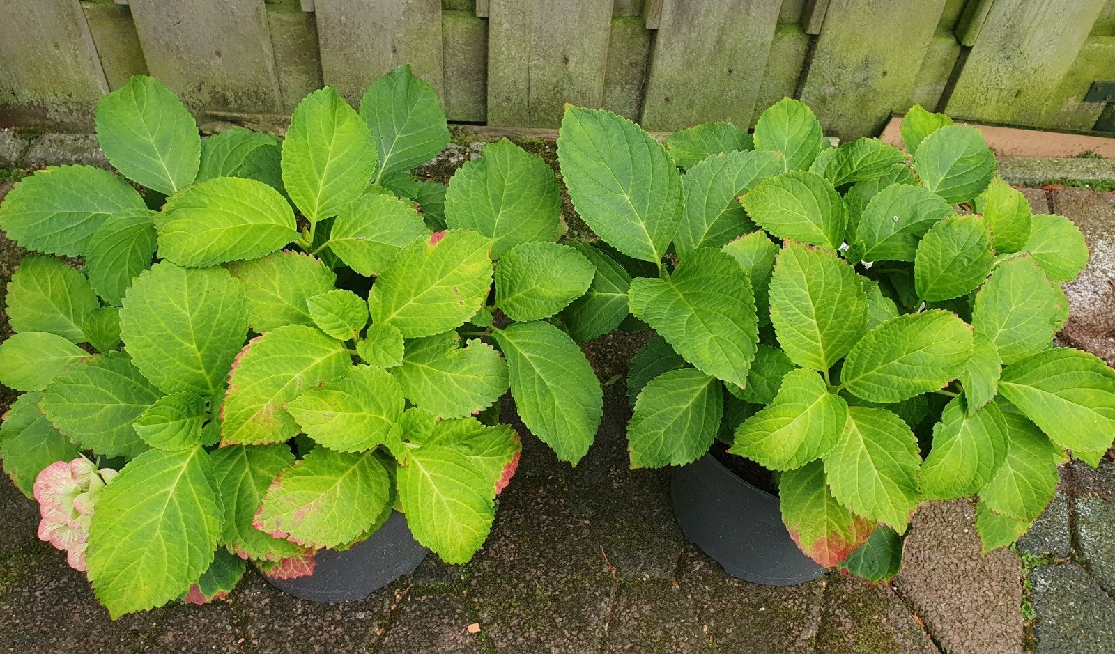 2 hortensia planten, Ophalen, Overige soorten, Halfschaduw