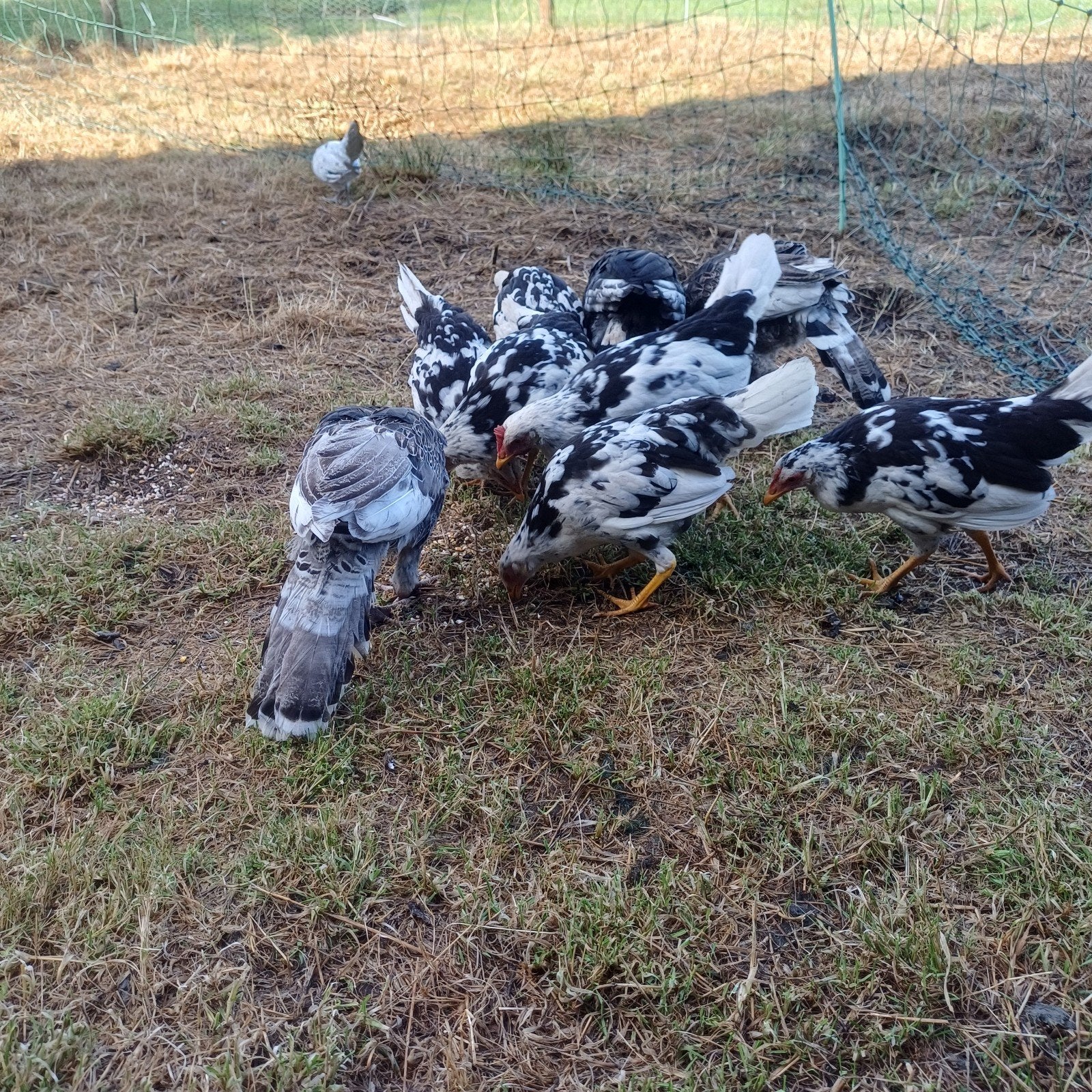 bonte leghorn, Vrouwelijk, Kip