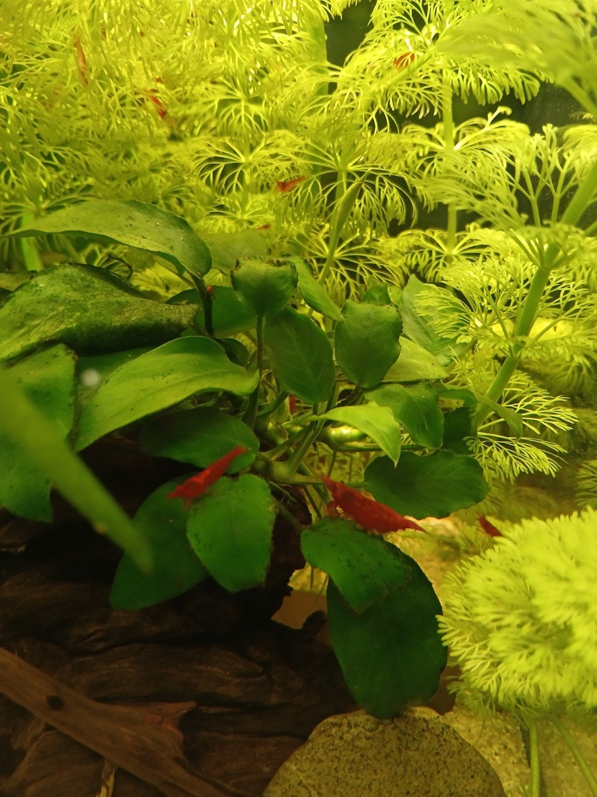 Rode garnalen, Dieren en Toebehoren, Vissen | Aquariumvissen, Kreeft, Krab of Garnaal
