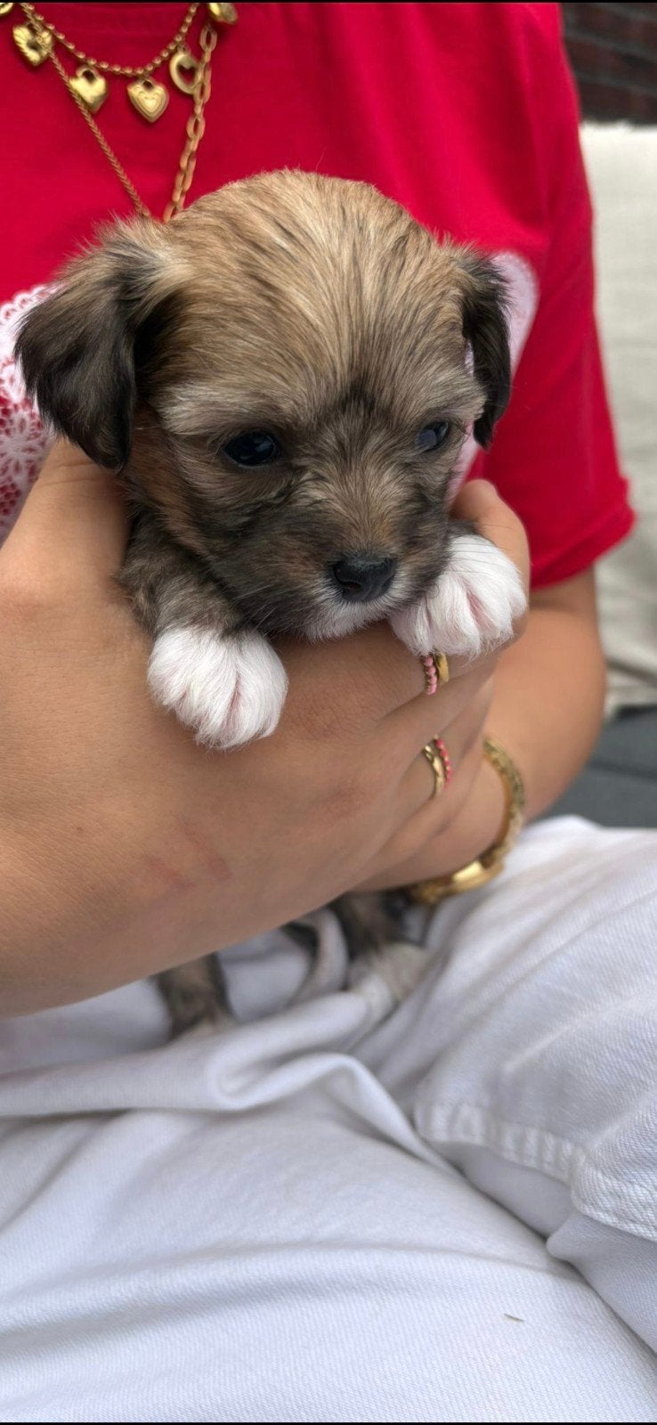 Prachtige Chihuahua x Chinese Naakthond puppy's, Dieren en Toebehoren, Honden | Chihuahua's en Gezelschapshonden, 8 tot 15 weken