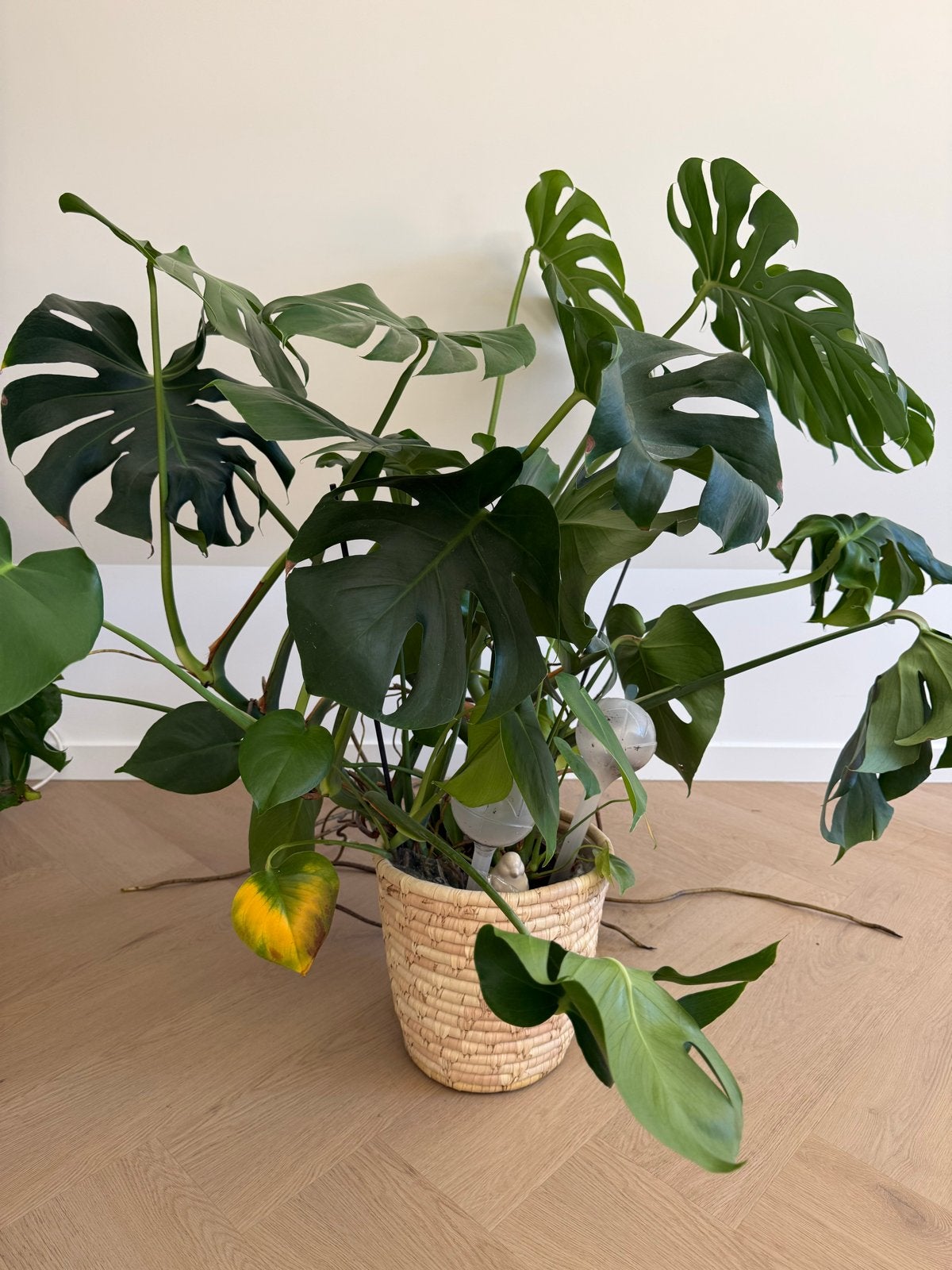 Monstera Deliciosa Kamerplant, Vaste plant, Bloeit niet, Halfschaduw, Ophalen