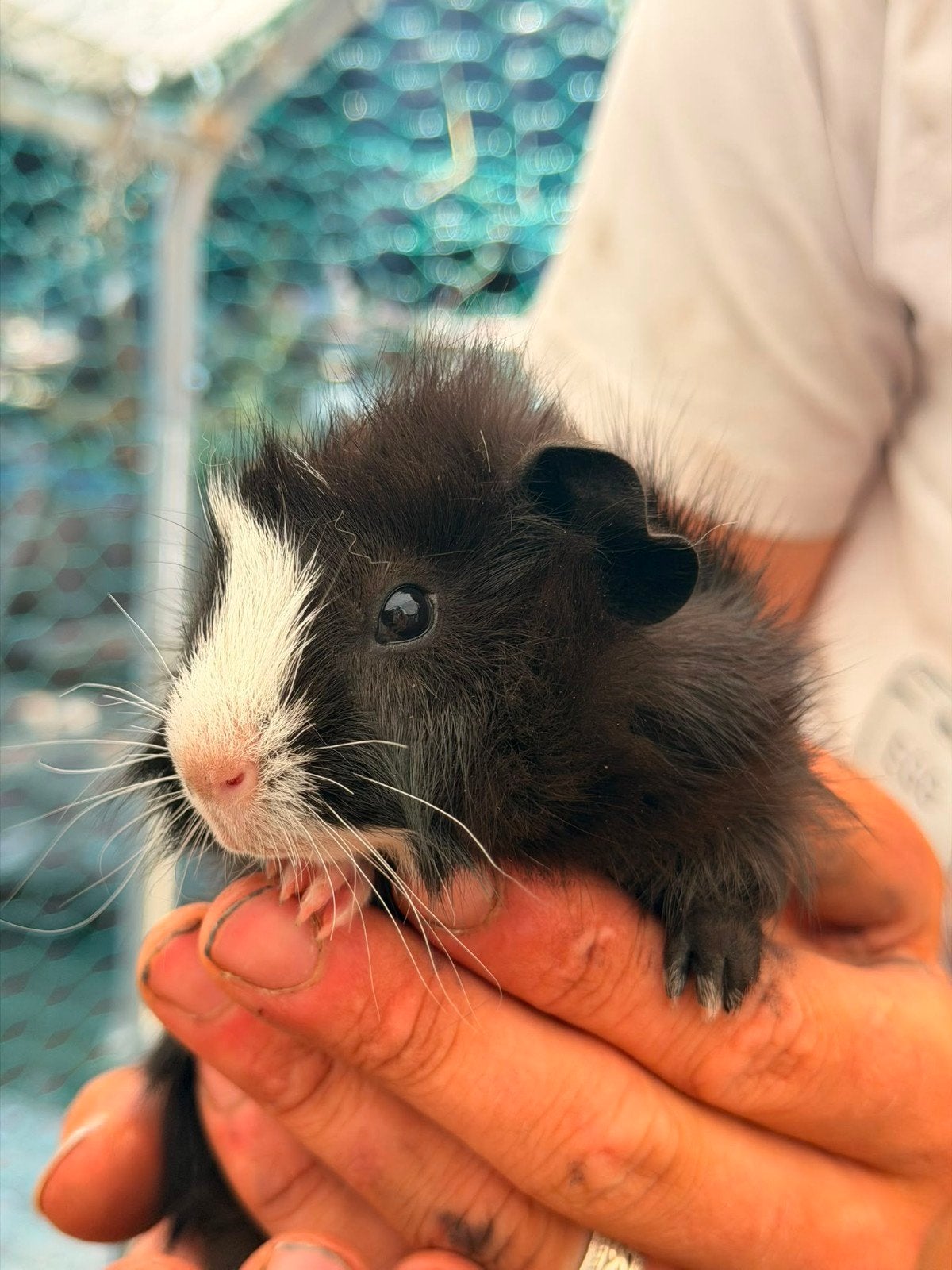 Jonge cavia-beertjes te koop!, Dieren en Toebehoren, Knaagdieren, Mei, Mannelijk, Cavia