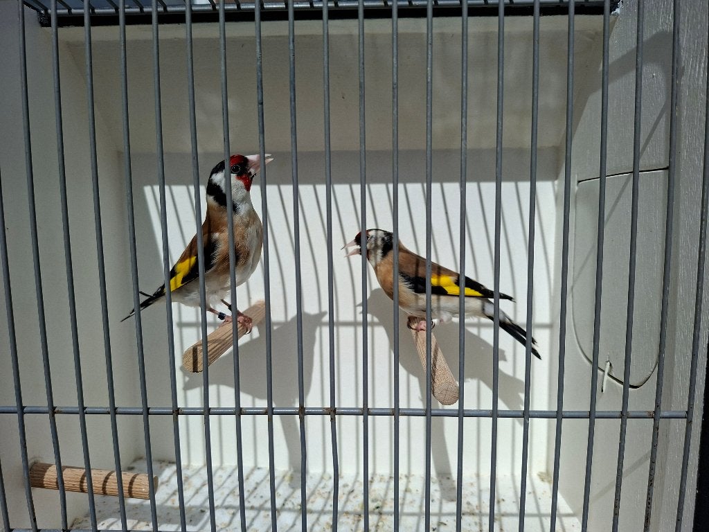 Koppel major putters 2025, Dieren en Toebehoren, Vogels | Overige Vogels, Meerdere dieren, Wildzangvogel, Geringd