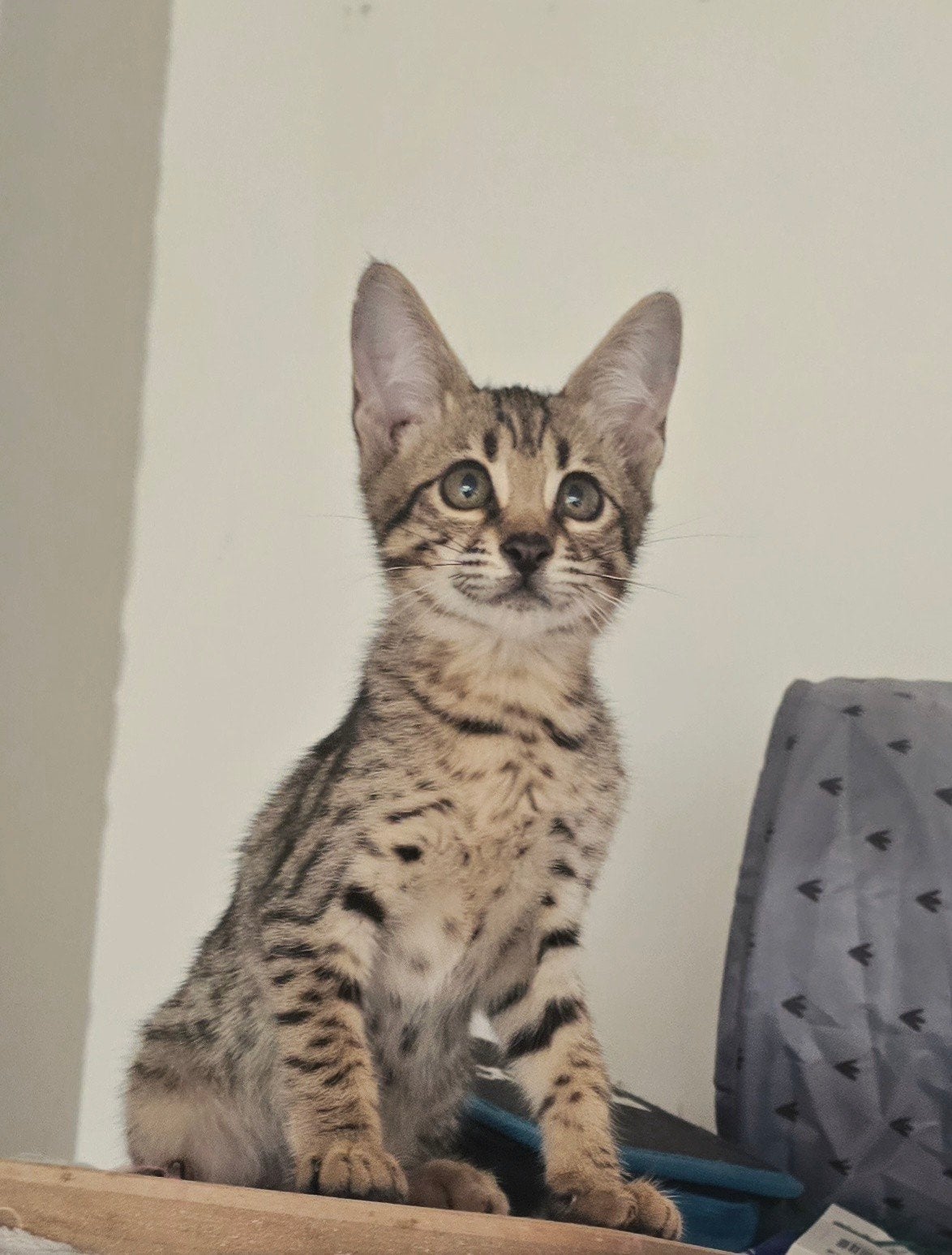 Savannah kittens, Meerdere dieren