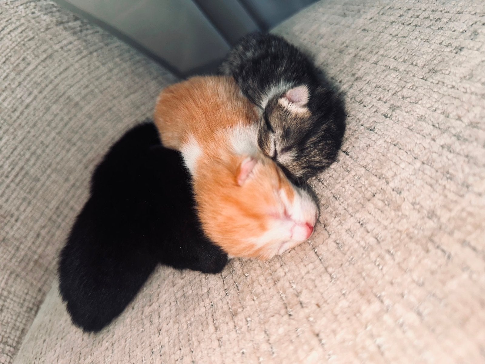 Kittens, Poes, Kortharig