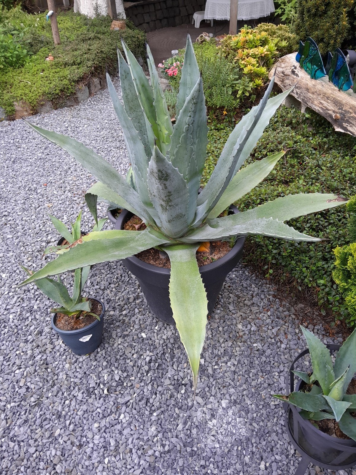 Planten, Ophalen of Verzenden, Rond, Kunststof