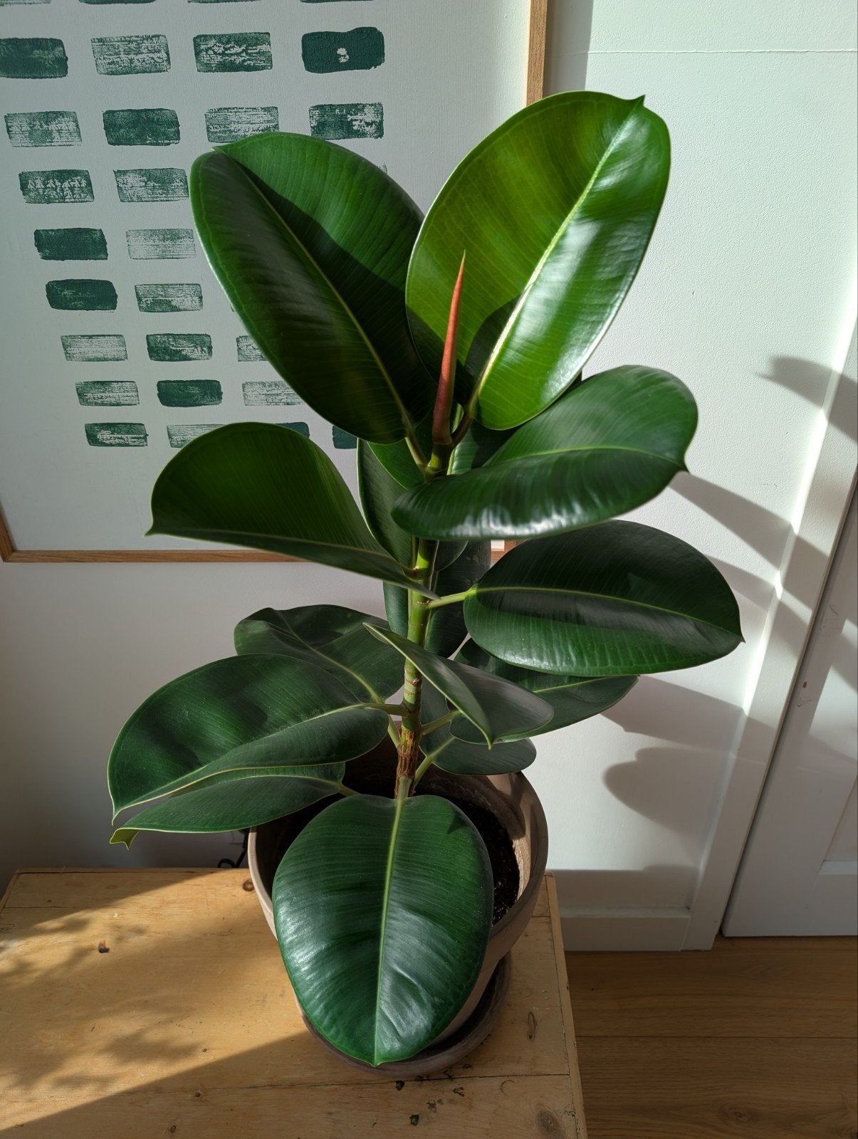 Large Rubber Plant, Bloeit niet, Overige soorten, Minder dan 100 cm, Ophalen