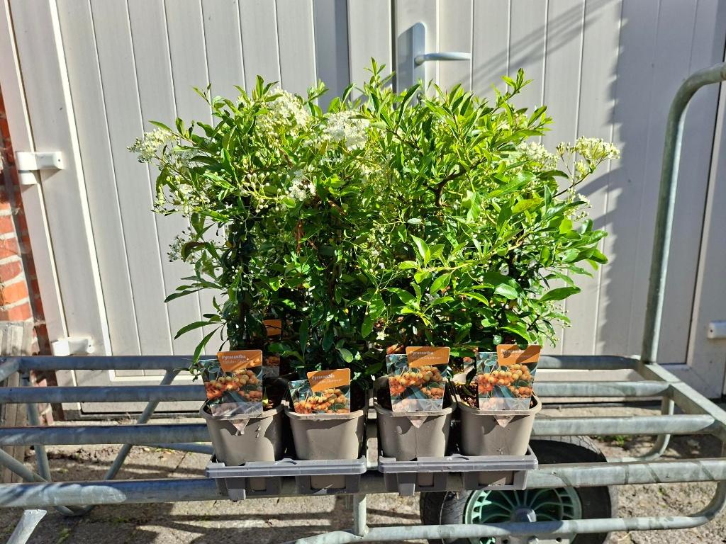 Bloeiende Pyracantha 'Golden Charmer' (Vuurdoorn) in pot!, Ophalen, Overige soorten, Minder dan 100 cm