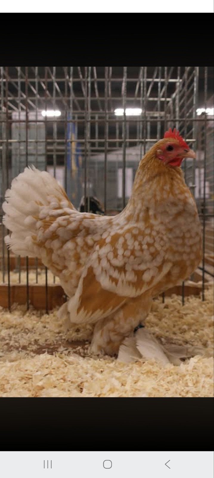 gezocht broedeieren sabelpootkriel, Meerdere dieren, Kip