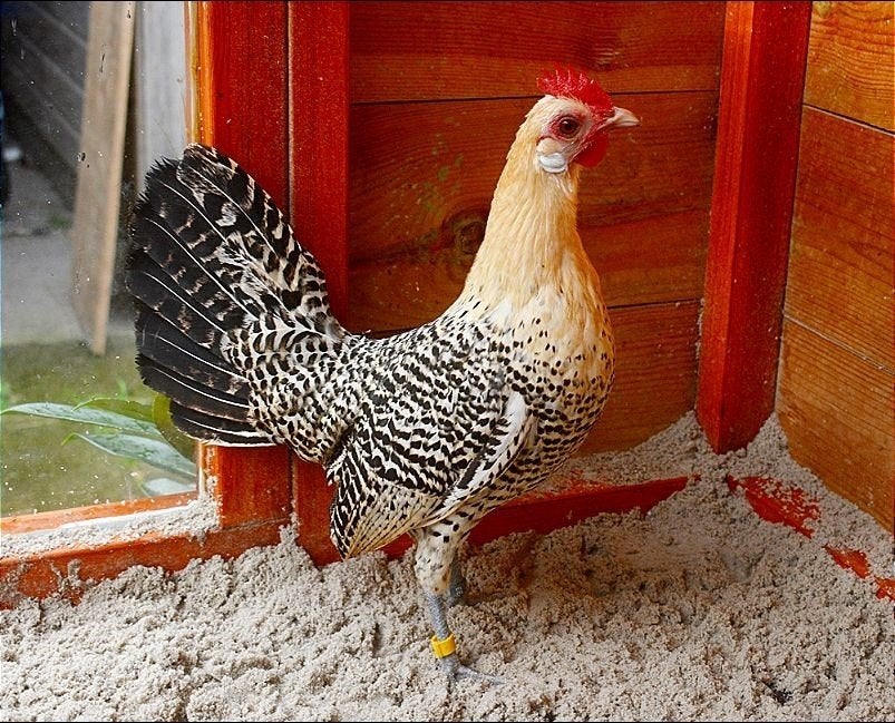 Gereserveerd.!! Friese Kriel, 3 kippen met haan, citroenpel., Dieren en Toebehoren, Meerdere dieren, Kip