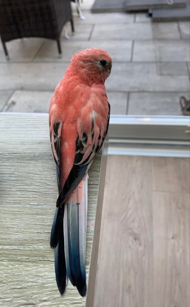 Bourke parkiet zoekt een warm thuis., Mannelijk, Parkiet