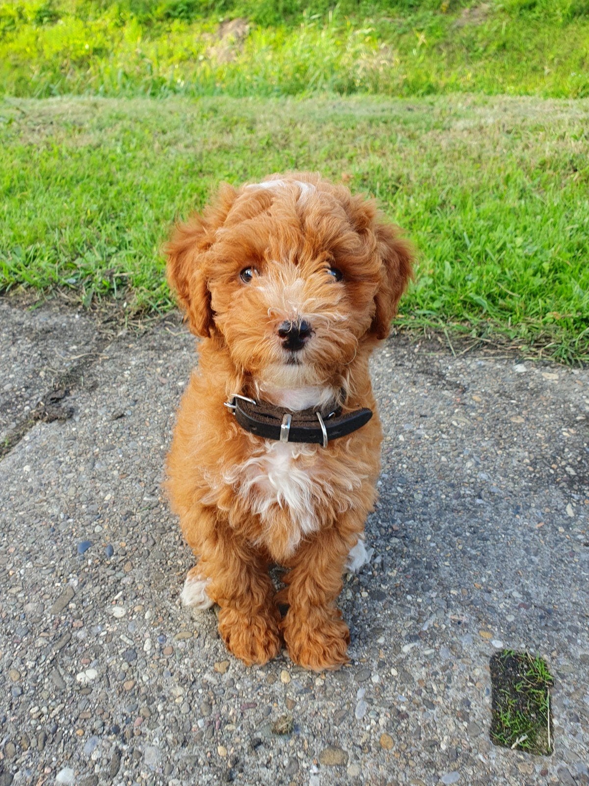 Mini labradoodle pup, Dieren en Toebehoren, 8 tot 15 weken, Teef, Eén hond, Klein