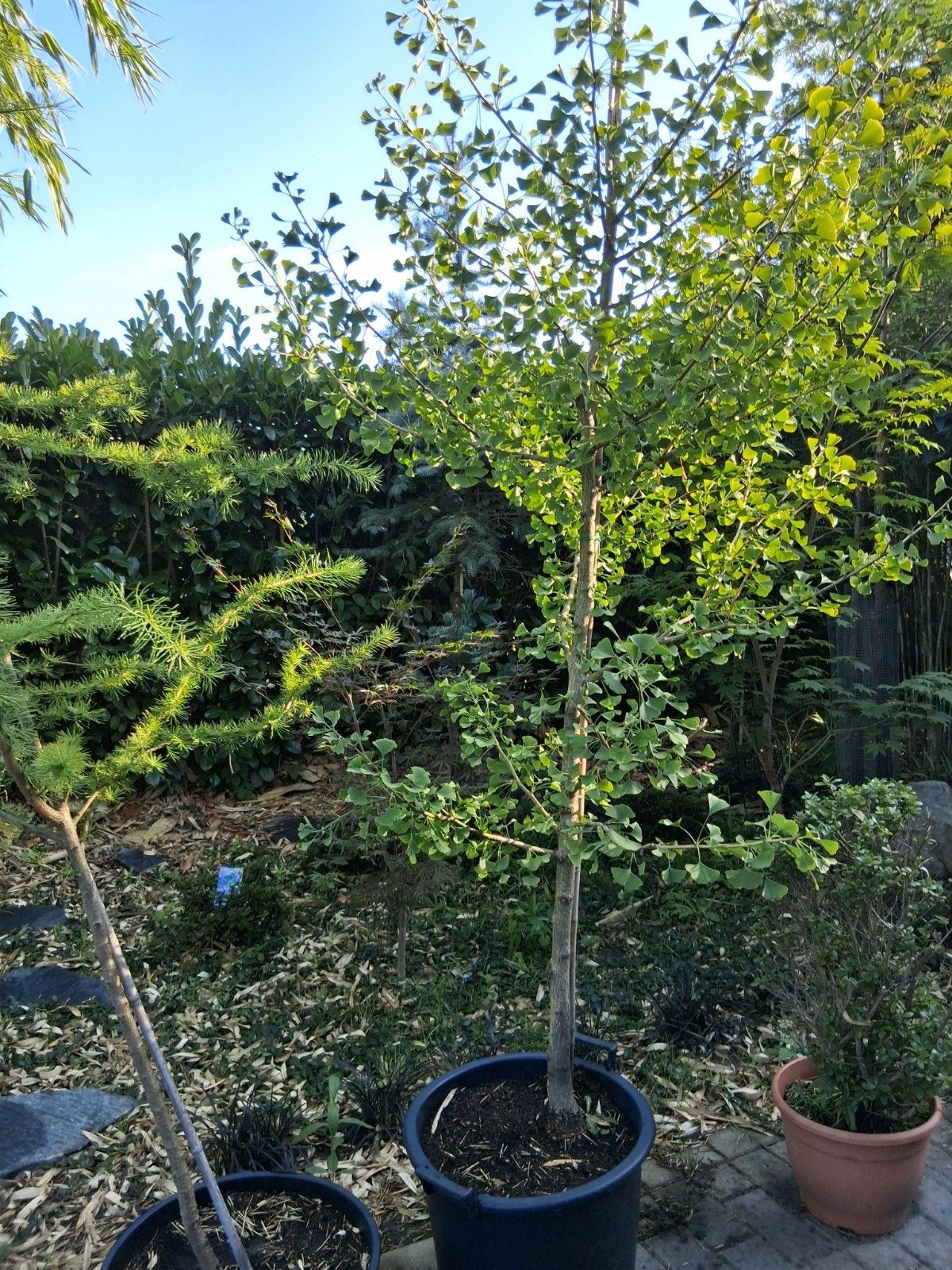 ginkgo biloba autumn gold, Tuin en Terras, Planten | Bomen, Overige soorten, Minder dan 100 cm, Zomer, Ophalen