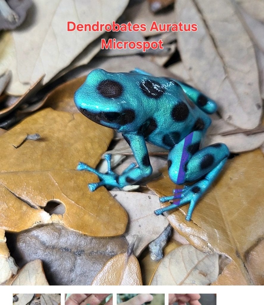 Verschillende gifkikkers aangeboden Frog photo 3