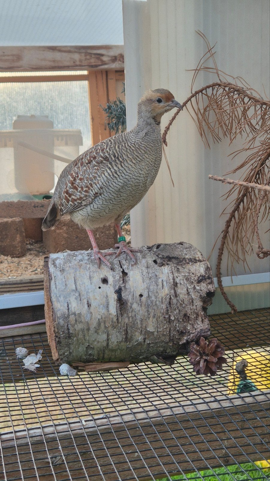 0-0-8 Ceylon Frankolijn, Meerdere dieren, Tropenvogel, Geringd