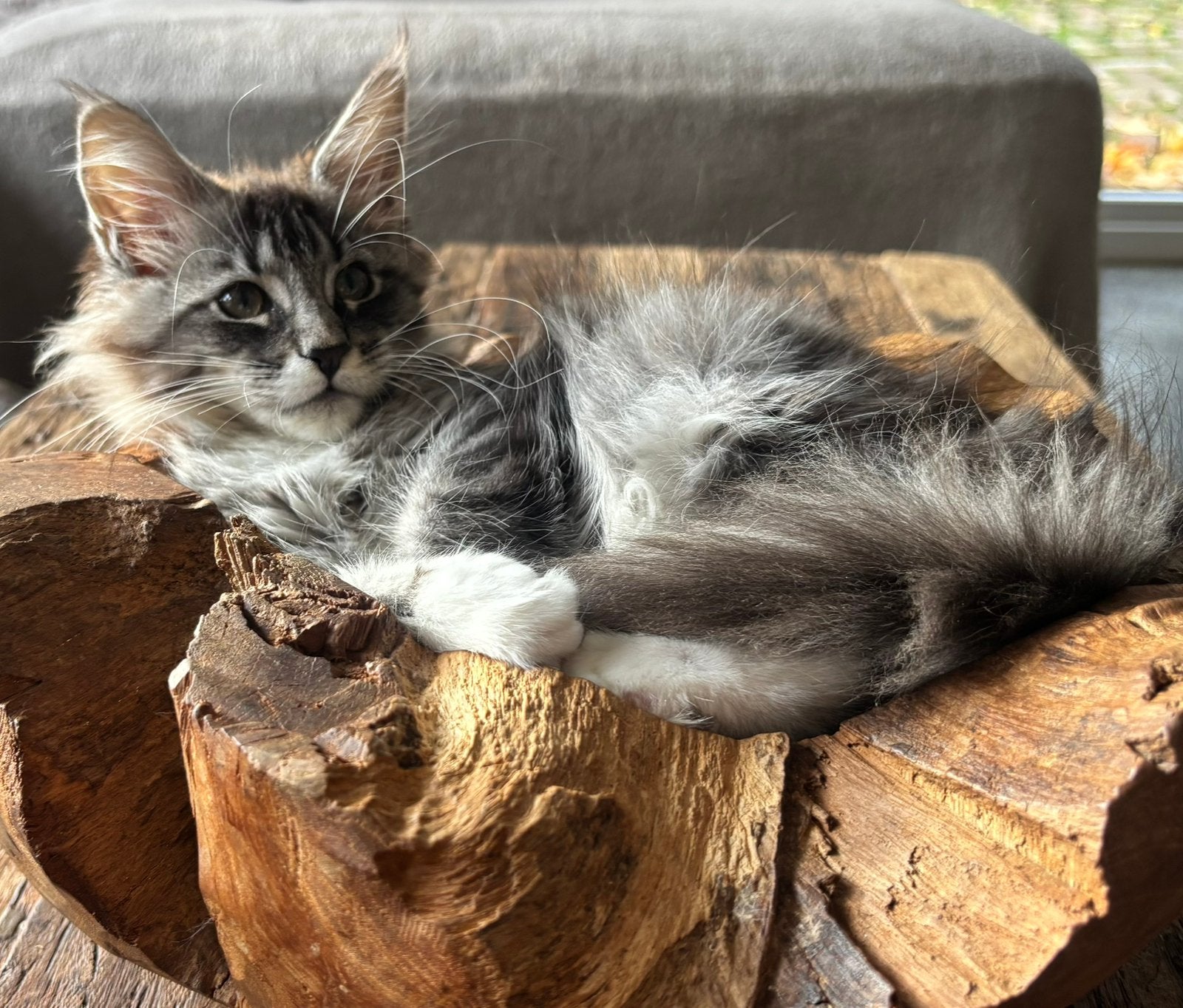 XXL Maine Coon Kittens beschikbaar €1450 met stamboom, Dieren en Toebehoren, Meerdere dieren, Met stamboom
