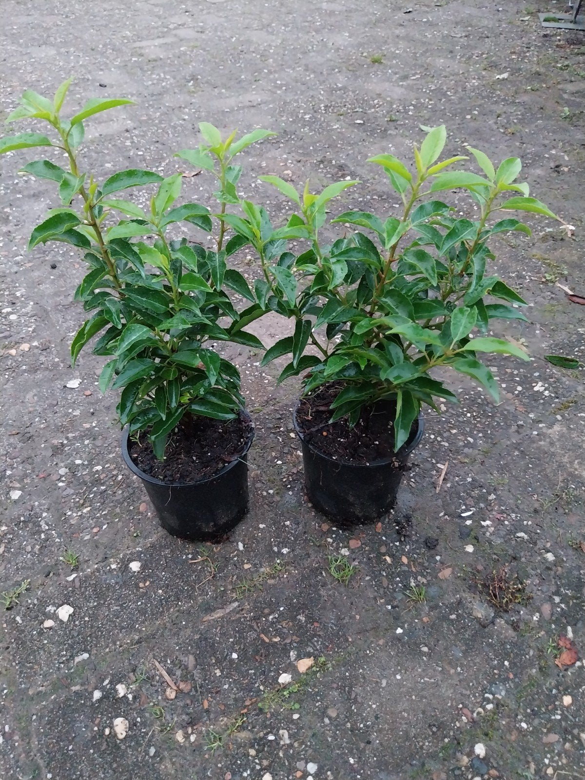 Portugese laurier (Prunus lusitanica) - Jonge planten, Volle zon, Vaste plant, Lente, Ophalen