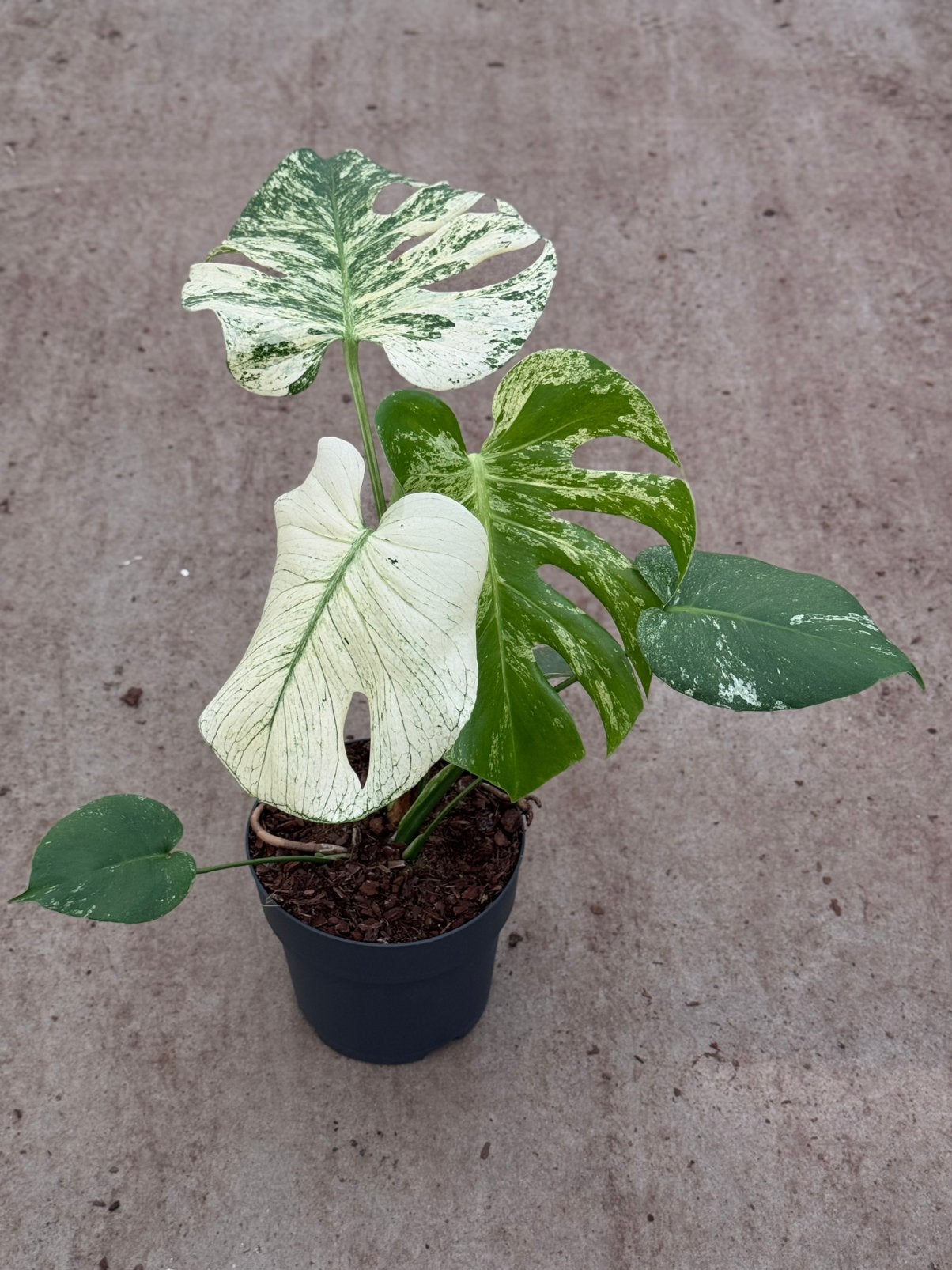 Monstera White Monster, Huis en Inrichting, Kamerplanten, Ophalen of Verzenden, Halfschaduw, Minder dan 100 cm