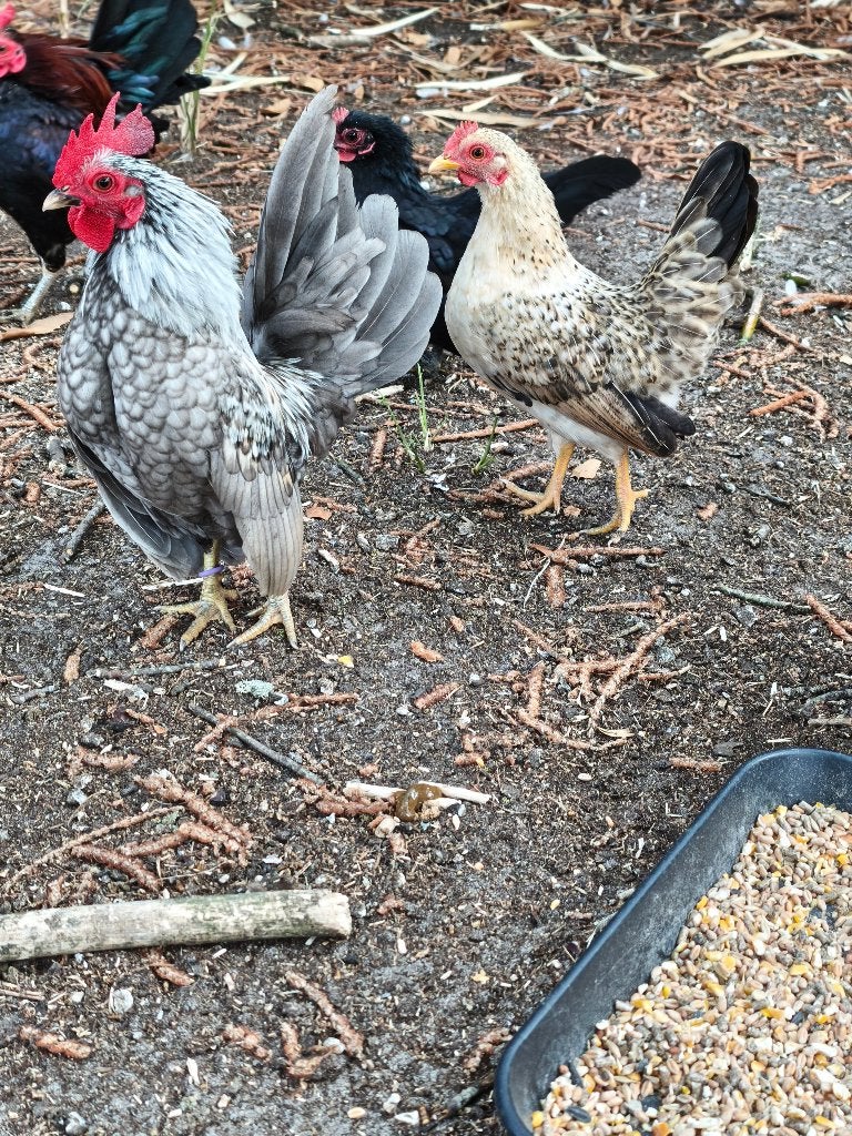 Serama hennen en hanen, Dieren en Toebehoren, Pluimvee, Meerdere dieren, Kip
