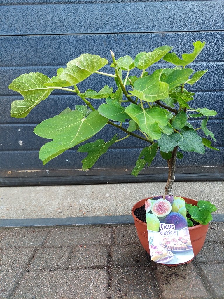 Ficus Carica - Vijg / Vijgenboompje / Vijgenstruik H: 50 cm., Ophalen, Minder dan 100 cm, Volle zon, Vijgenboom