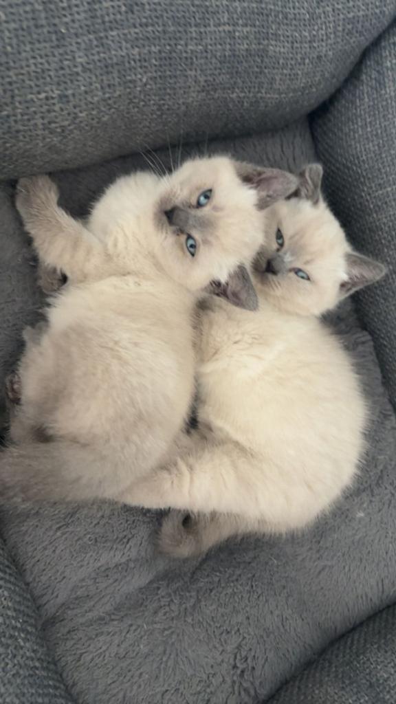 2 lieve Britse Korthaar kittens (zusjes) zoeken samen een ni, Poes, 0 tot 2 jaar
