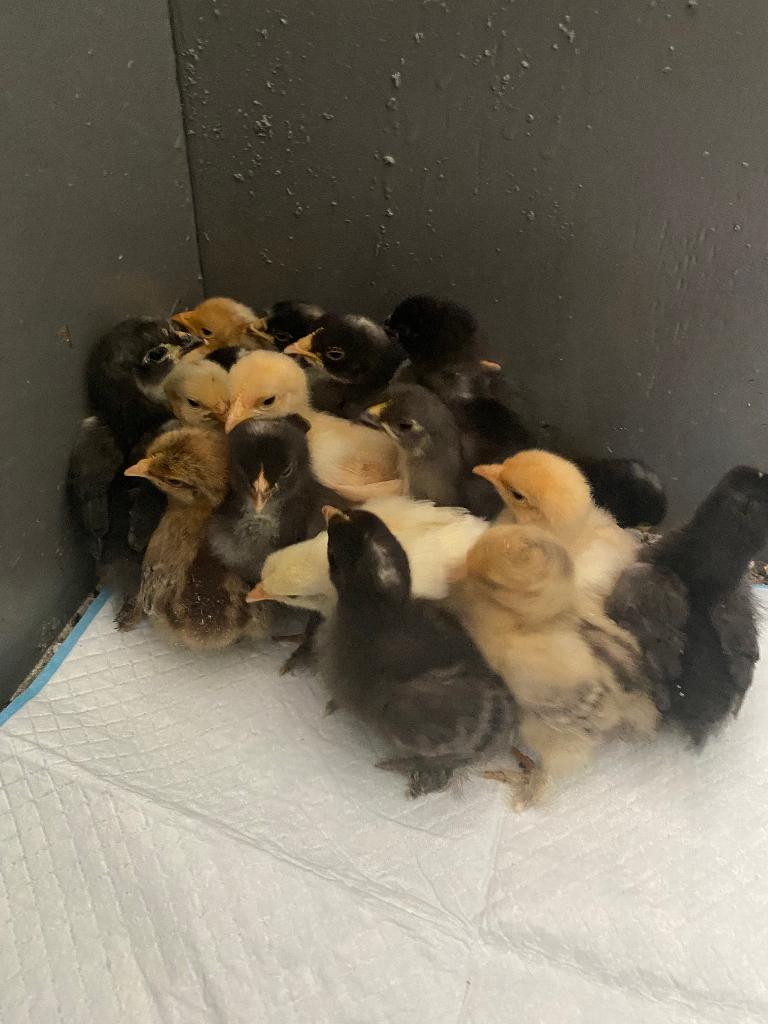 Cochin kuikens, Dieren en Toebehoren, Pluimvee, Meerdere dieren, Kip