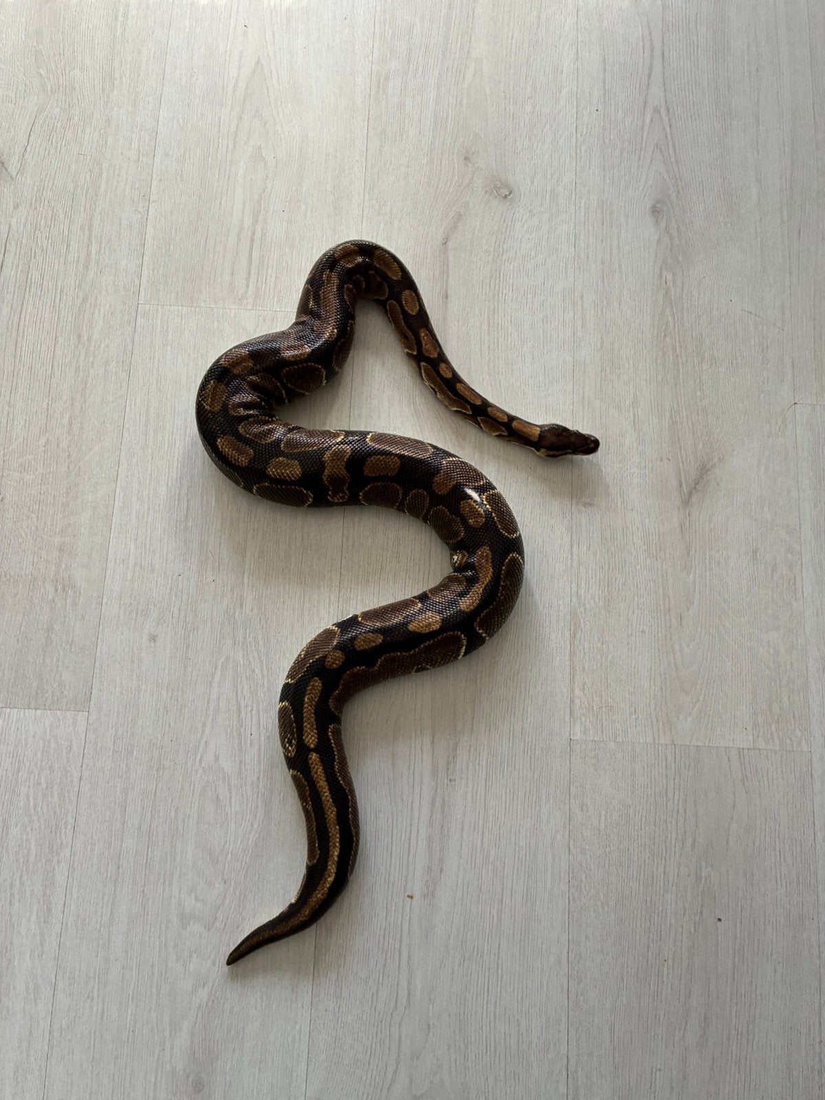 Koppel koningspython regius wild kleur Ball Python photo 2