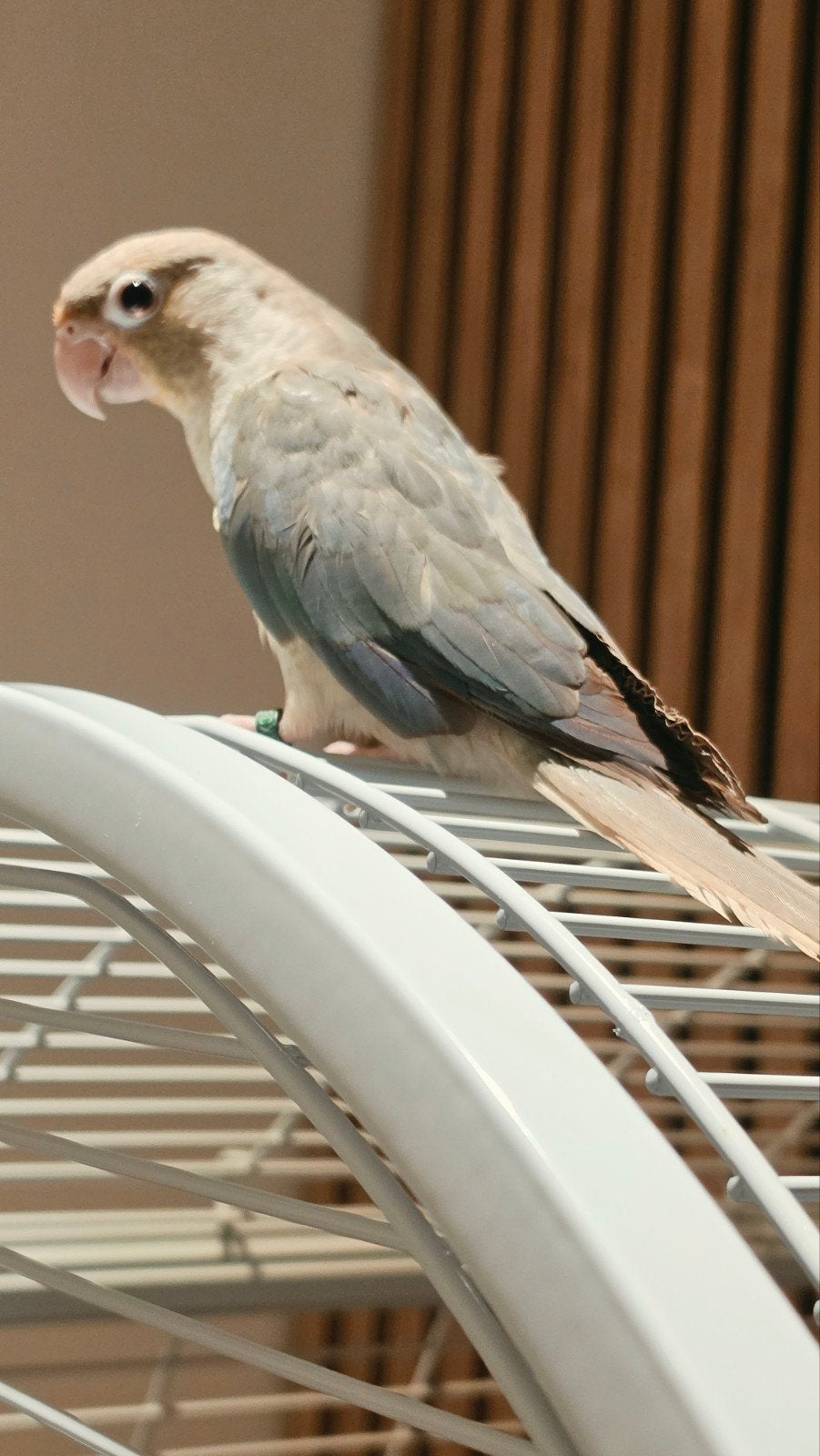 Jonge Pyrrhura Cinnamon Turquoise (vrouw), Dieren en Toebehoren, Vogels | Parkieten en Papegaaien, Vrouwelijk, Parkiet, Geringd