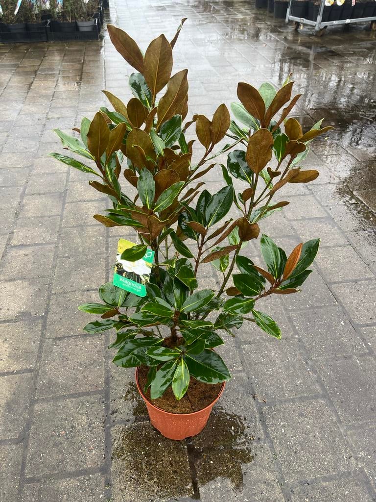 Magnolia grandiflora 'Little Gem' - Compacte Groenblijvende, Volle zon, Vaste plant, Zomer, Ophalen