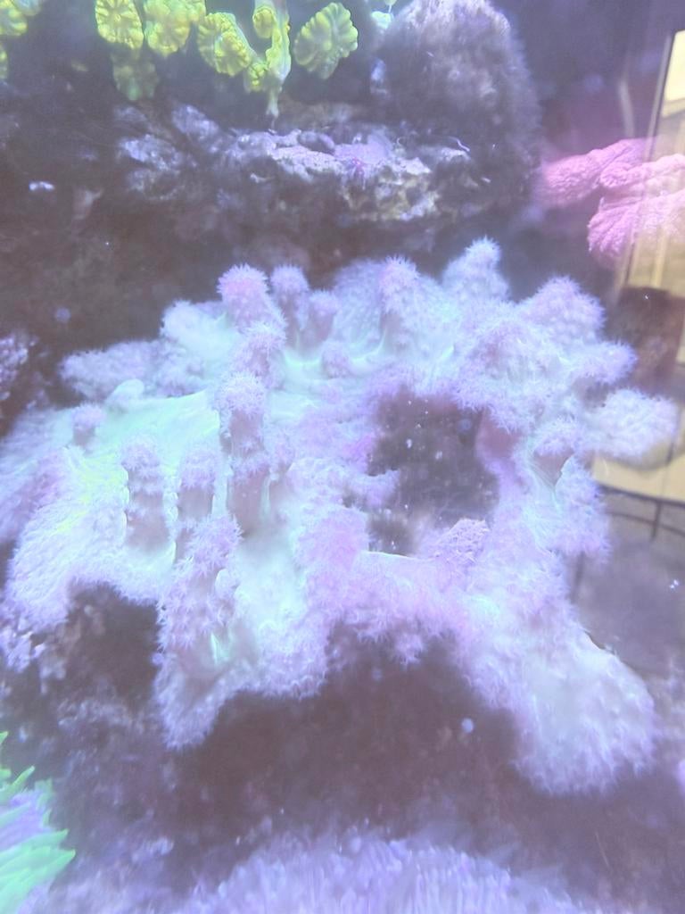 Koraal, zeeaquarium, Kroepoekleder, Dieren en Toebehoren, Vissen | Aquaria en Toebehoren, Ophalen, Gevuld zeewateraquarium
