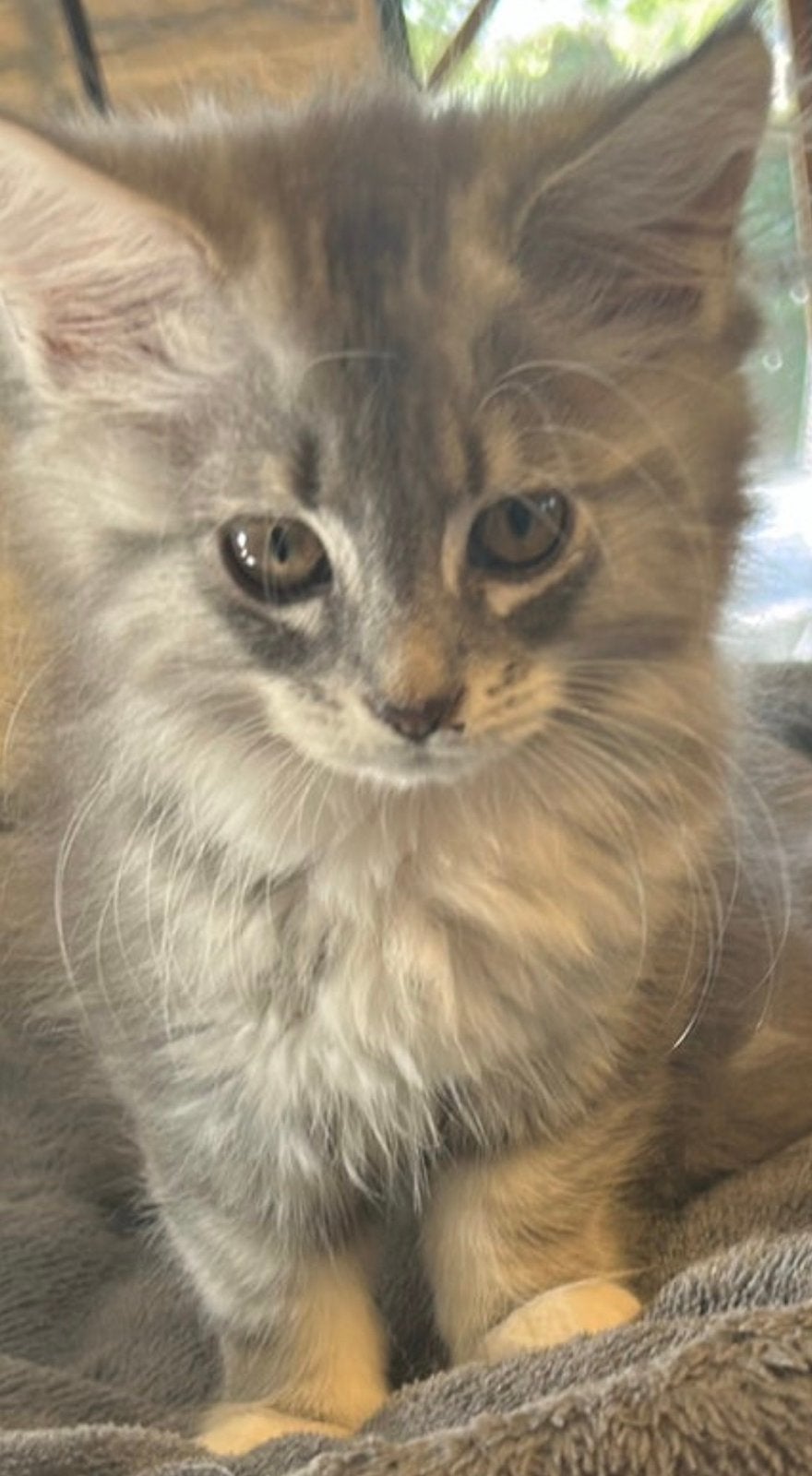 Maine Coon kittens XL mogen naar een nieuw huisje, Meerdere dieren, Ontwormd, 0 tot 2 jaar
