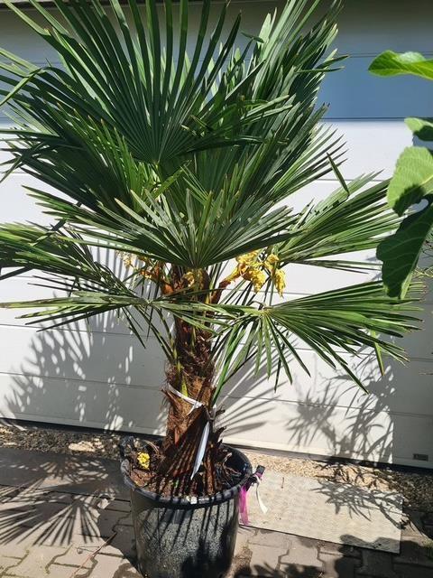Prachtige palmboom Trachycaprus Fortunei 60-70cm stamhoogte, 100 tot 250 cm, Zomer, Palmboom, Ophalen