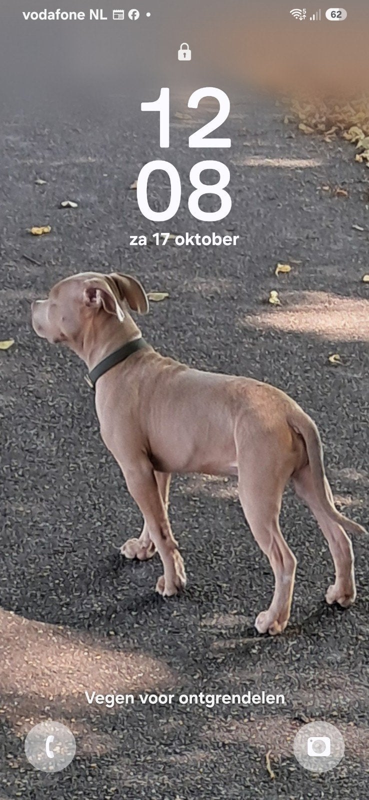 kruising american stafford  pit bull aparte kleur, Dieren en Toebehoren, 15 weken tot 1 jaar, Reu, Eén hond, CDV (hondenziekte)