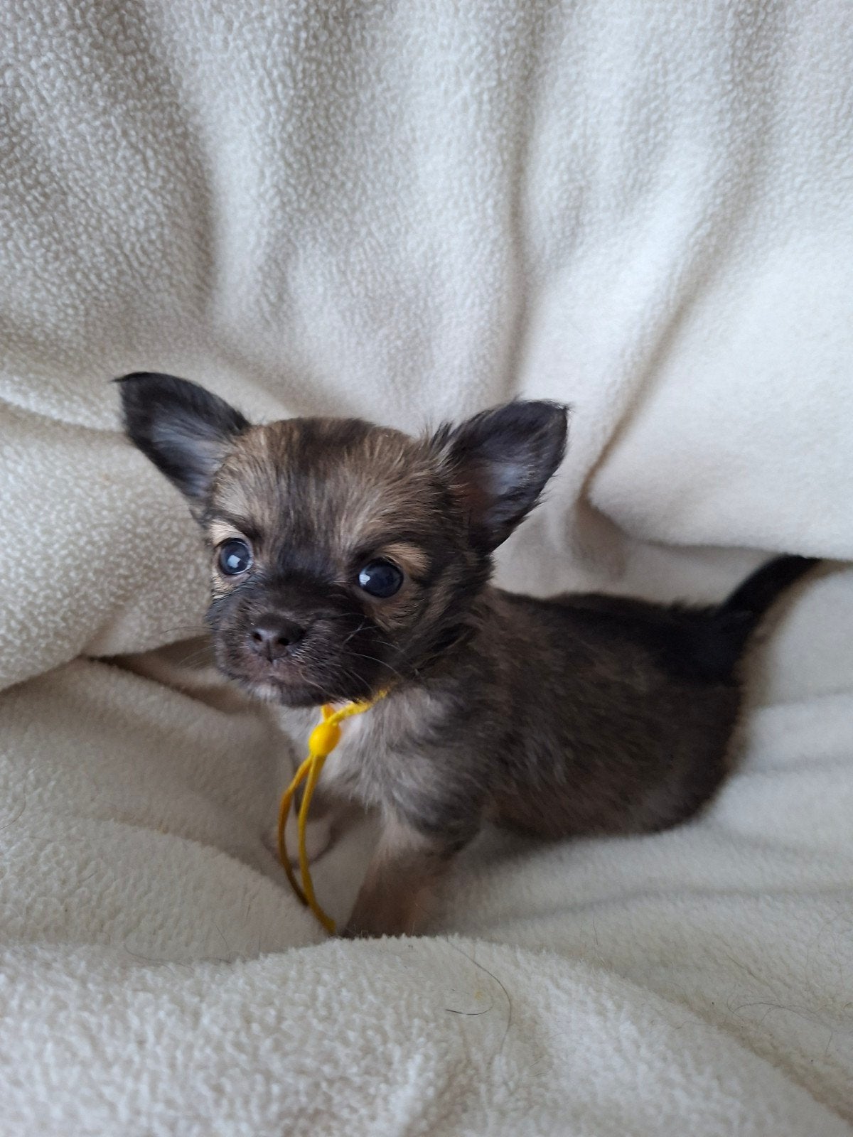 Chihuahua pups langharig, te reserveren, HCC (leverziekte), 8 tot 15 weken, Meerdere, Meerdere dieren