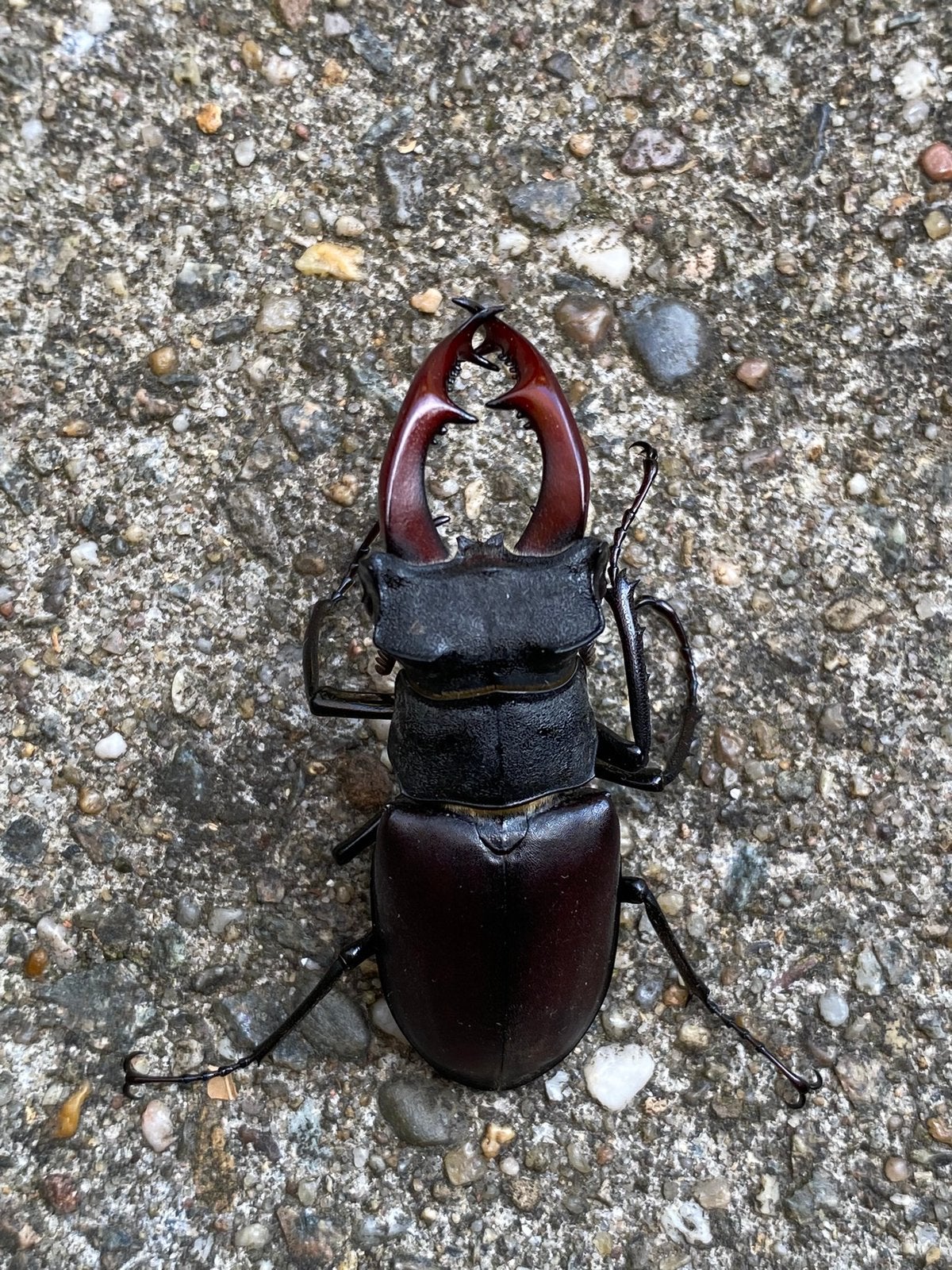 Vliegend Hert taxidermie Lucanus cervus Hertkever, Ophalen, Insect, Overige typen