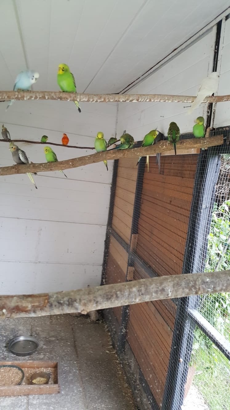Grasparkieten, Meerdere dieren, Parkiet, Geringd